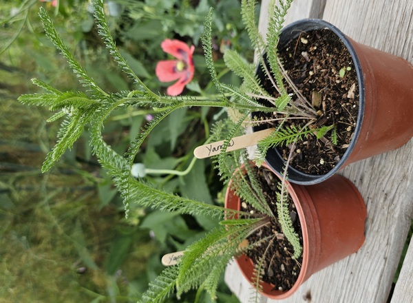 ( Potted x1) Yarrow - Medium (Own Grown)