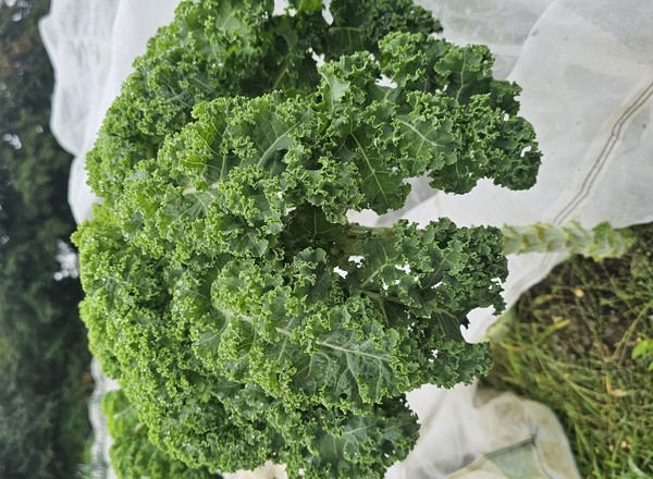 Kale Curly Bunch