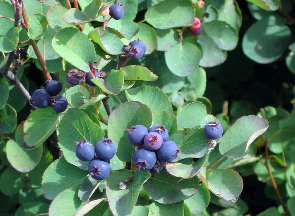 Saskatoon Berry