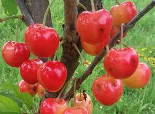 Stardust Sweet Cherry Tree (Dwarf)