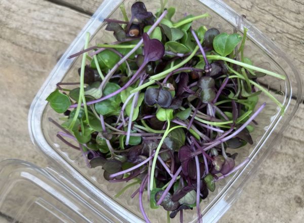 Radish microgreens