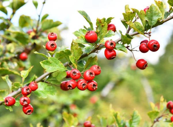 Hawthorn Berries