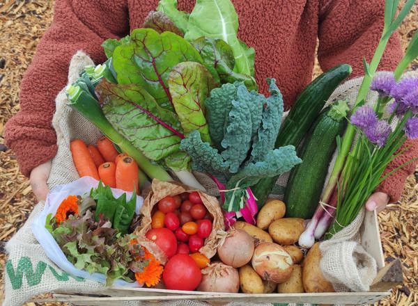 Large Organic Veg Box