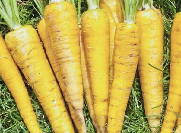 Yellow carrots bundle