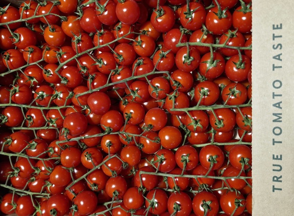 Tomato Cherry Vine