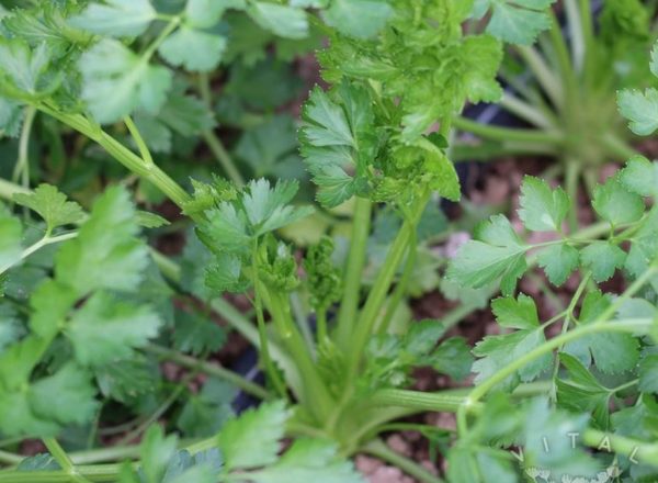 Parsley (Italian Giant)