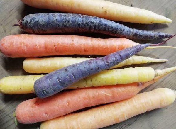 Carrots- Rainbow