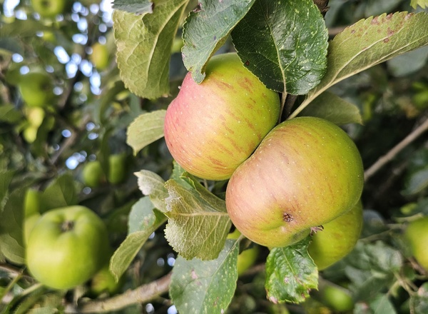 Apples Cooking Bramley