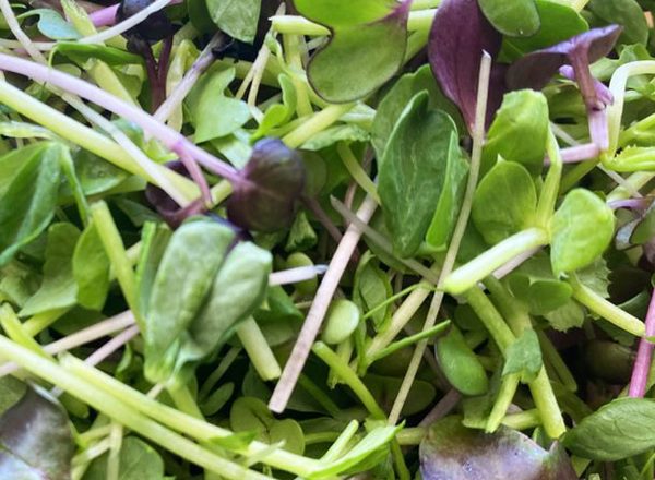 Mixed Microgreens add on