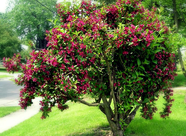 Weigela - Various Varieties 2