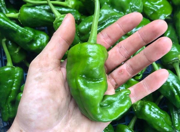 Padron Pepper