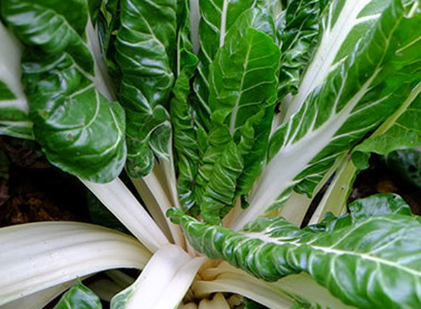 Chard - British Organic White Silver / 1 bag