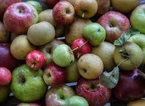 Apple - Mixed heritage varieties