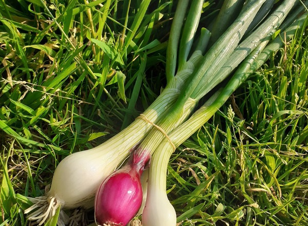 Spring onions