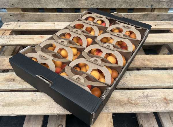 Apricots - Punnet
