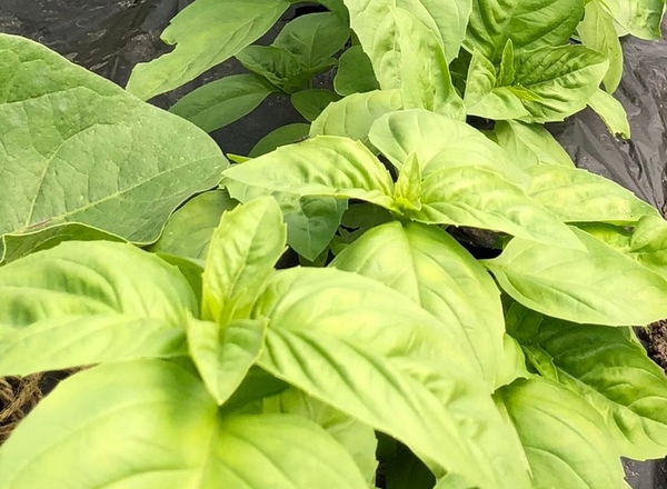 Basil, fresh organic