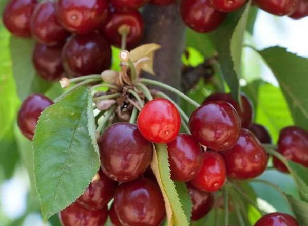 Kristin Sweet Cherry Tree