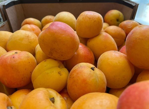 Apricot