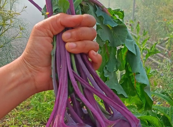 Kohl Rabi - Red (Own Grown)