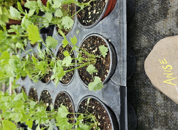 ( Potted x1) Anise - small (Own Grown)