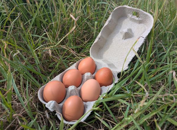 6 Organic Pullet Eggs