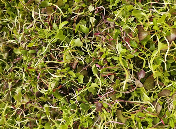 Salad Sprouted baby leaves