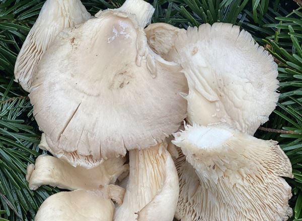 Mushrooms, Oyster - approx 200g - Organic