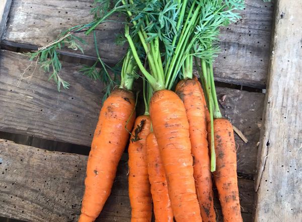 Carrots - Bunched