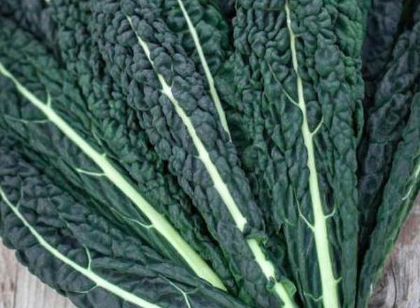 Kale - Cavelo Nero