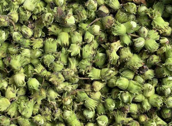 Cobnuts organic