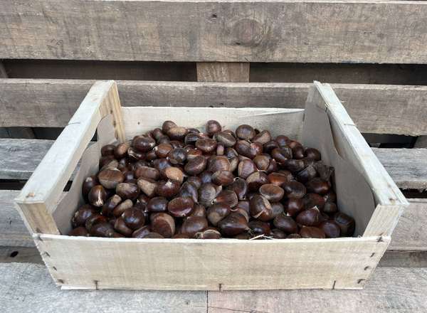 Nut: Chestnut
