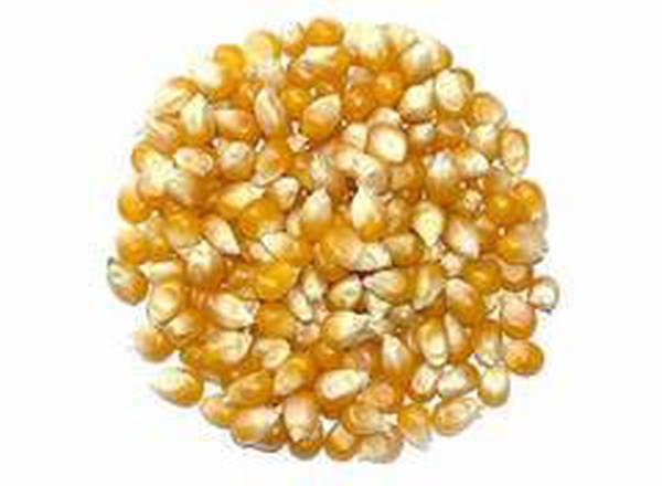 ŷd neidiog/Popping corn 100g