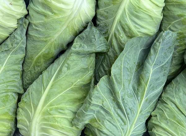 Organic Cabbage Pointed