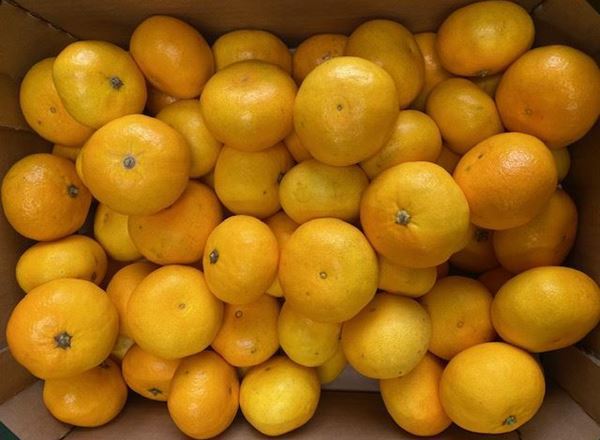 Clementines- Organic ESP