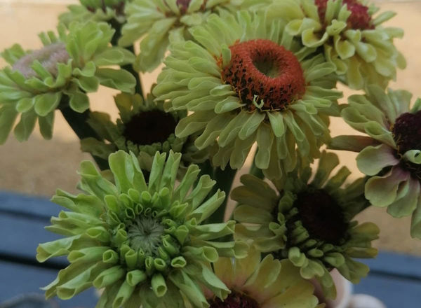 Organic Single Variety Bunch