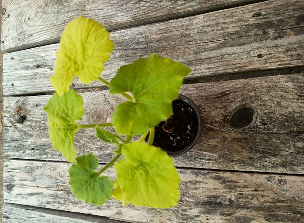 (Potted x1) Crown Prince Squash - Small (Own Grown)