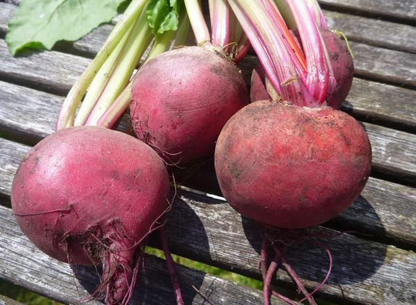 Candystripe beetroot, bunched