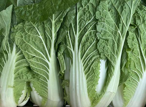 Chinese Cabbage
