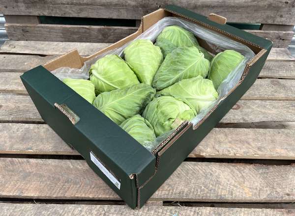 Organic Cabbage