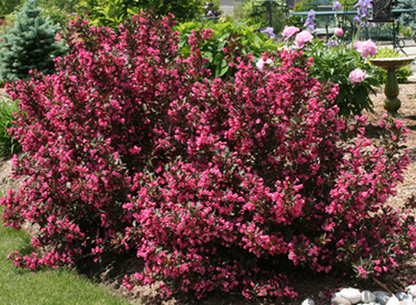 Weigela - Various Varieties
