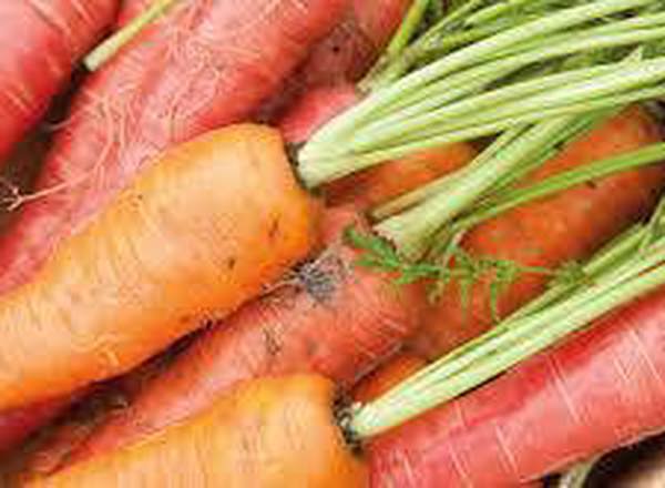 Carrots Coloured Organic Canterbury
