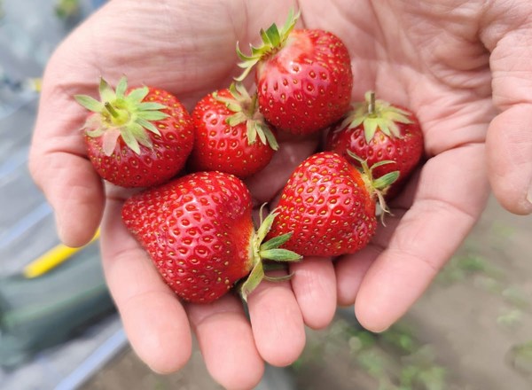 Strawberry Punnet 250g