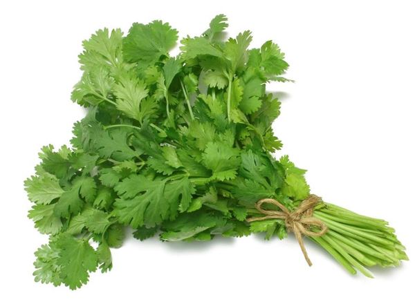 Coriander Organic