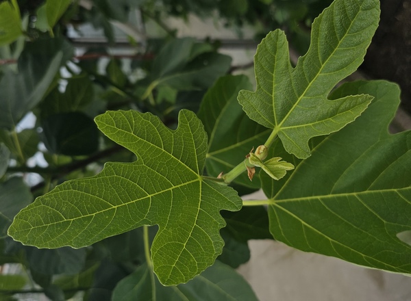 Fig Leaves - 5 Per Portion (Own Grown)