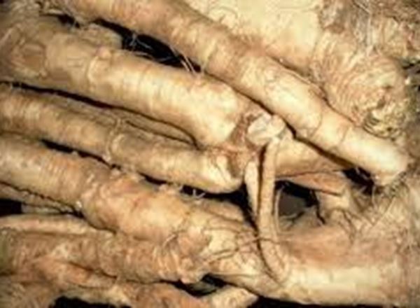 Horseradish Root - Bunched (Own Grown)
