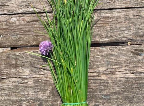 Chives - bunch