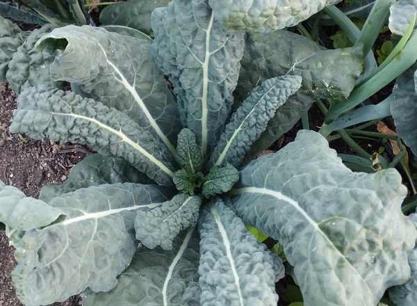 Cavolo Nero