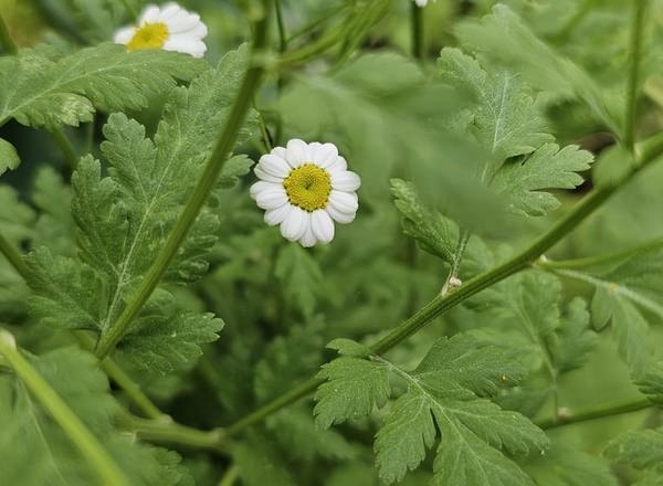 Feverfew 25g (Own Grown)