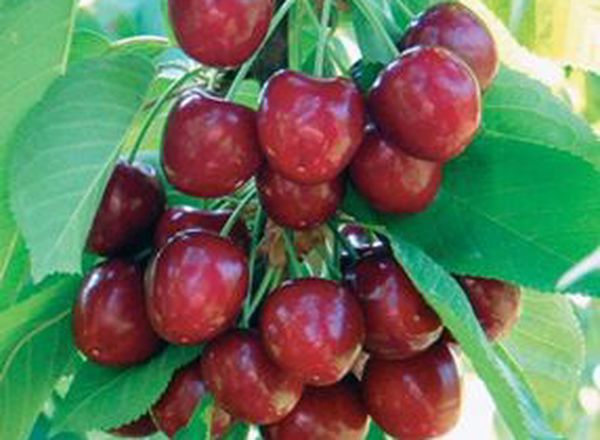 Benton Sweet Cherry Tree
