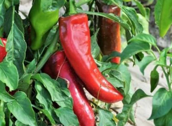Pepper Plants - Corno di Toro Rosso